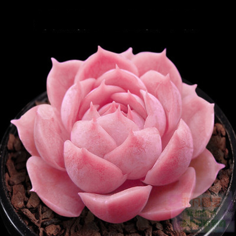 木12-26-301-400土培精品多肉一物一拍