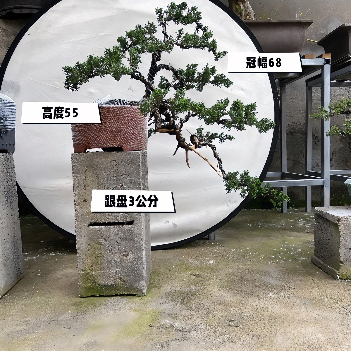 匠心盆景一物一拍直播间产品为主私人订制木架发货柏树盆景绿植