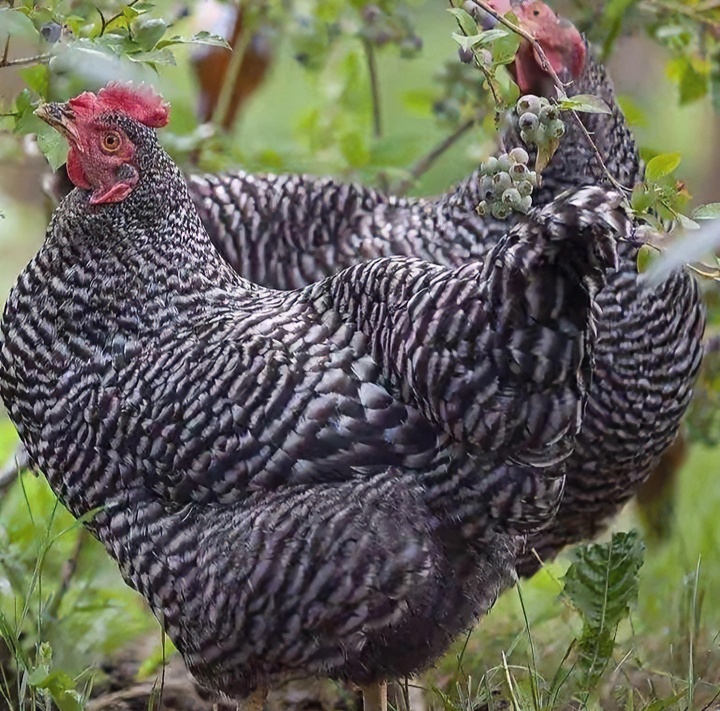正宗汶上芦花鸡三斤以上发货肉质鲜美多汁嫩滑爽口