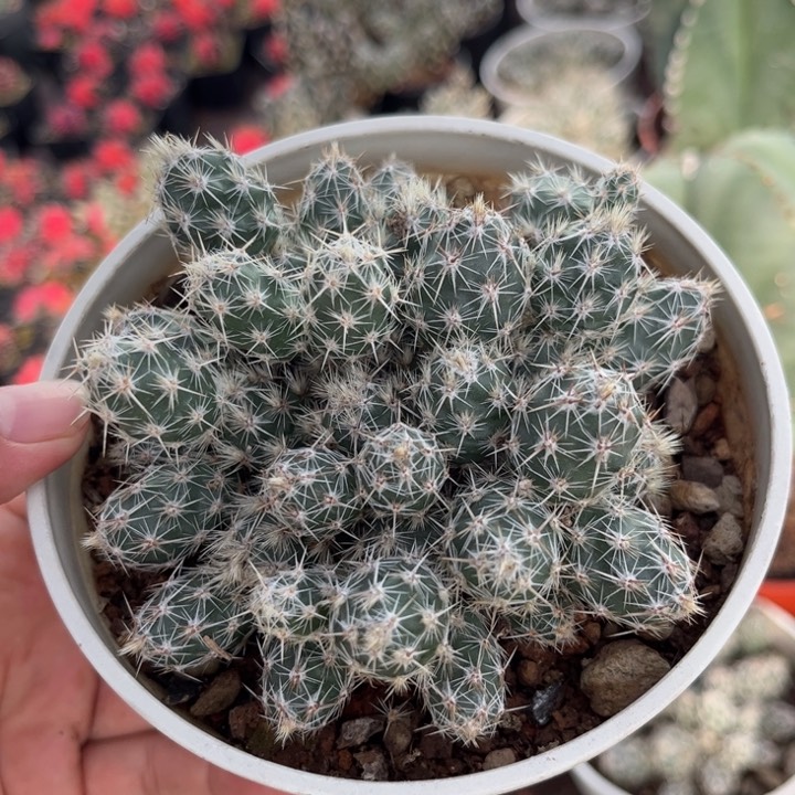 舞豆团扇皮实好养