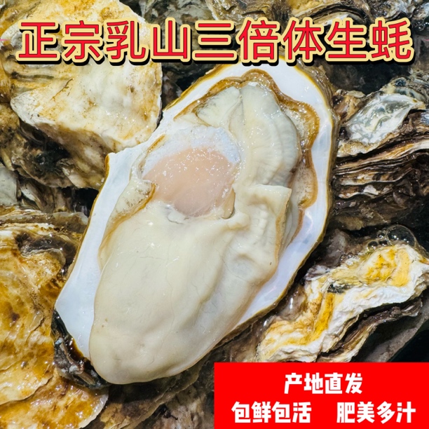 《正宗乳山生蚝》1+规格 共5斤约家庭装尝鲜