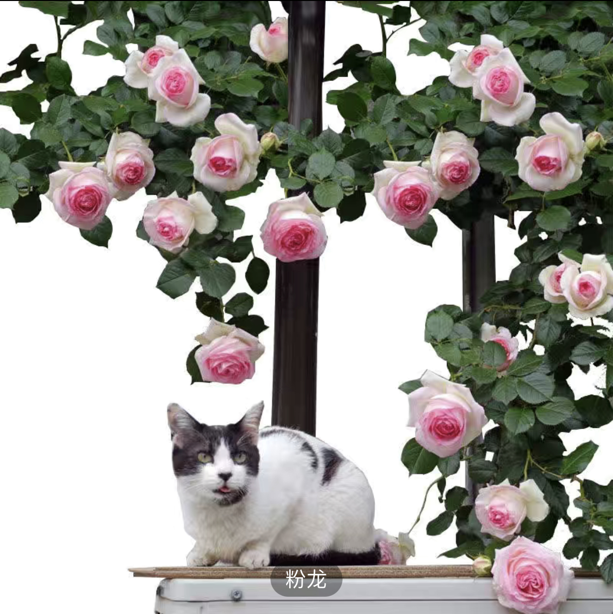 粉色龙沙宝石藤本月季阳台庭院美观粉红色夏季冬季喷洒种植生长