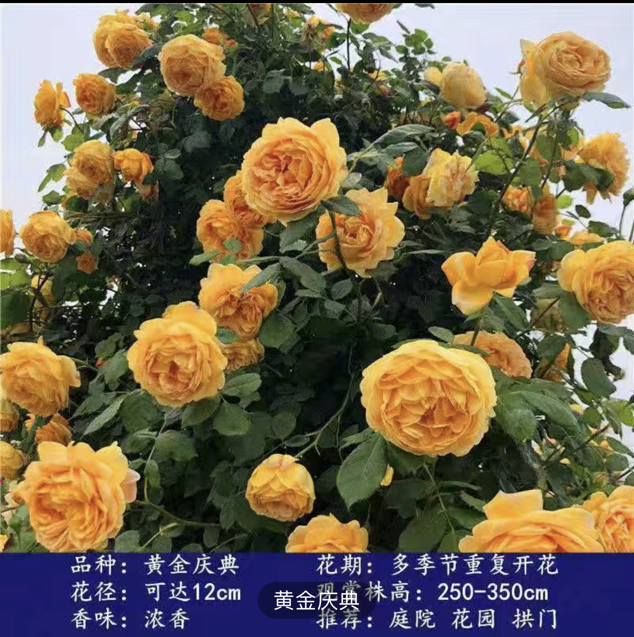 黄金庆典藤本月季