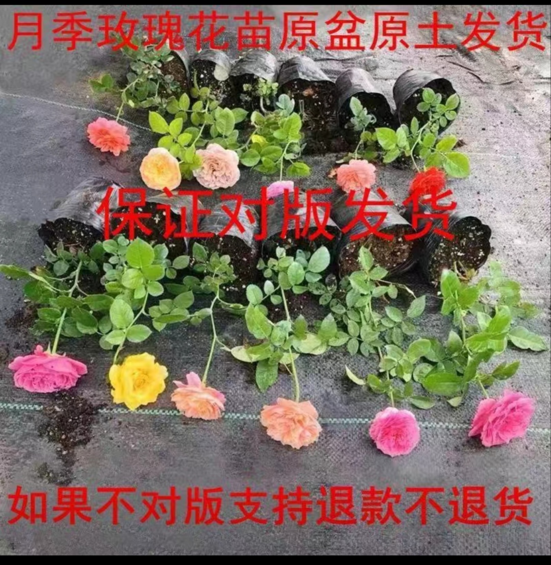 月季小苗多季节重复开花耐寒耐热室外养植花卉好看好养净化空气