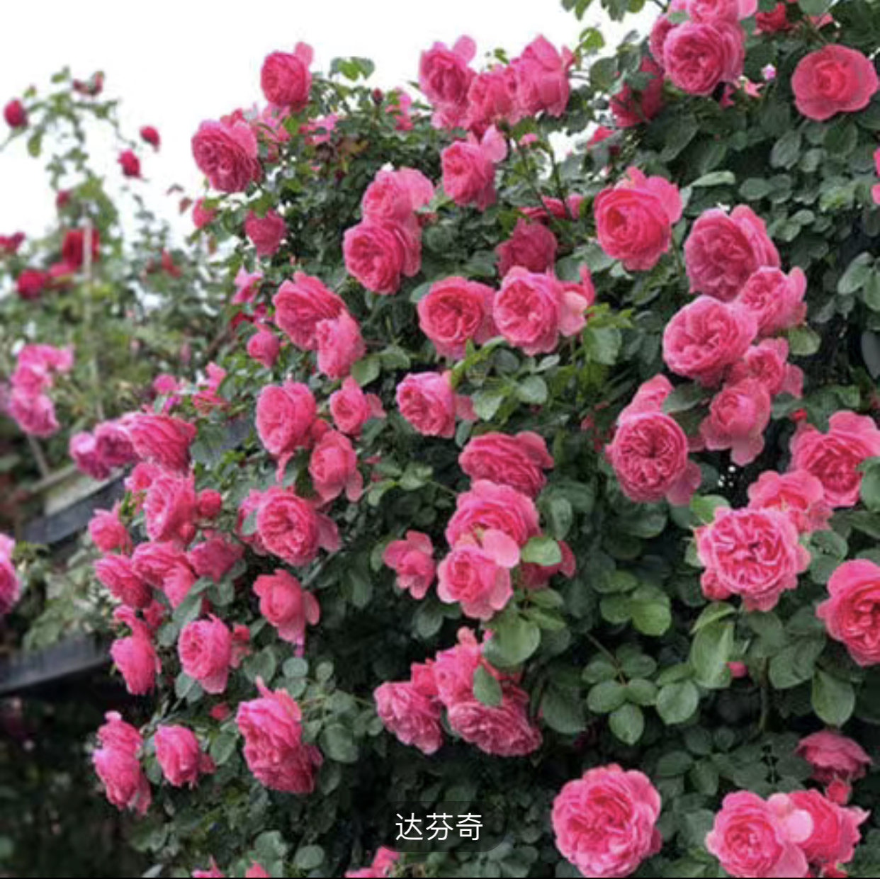 浓香型粉色达芬奇藤本月季春季阳台庭院美观夏季种花