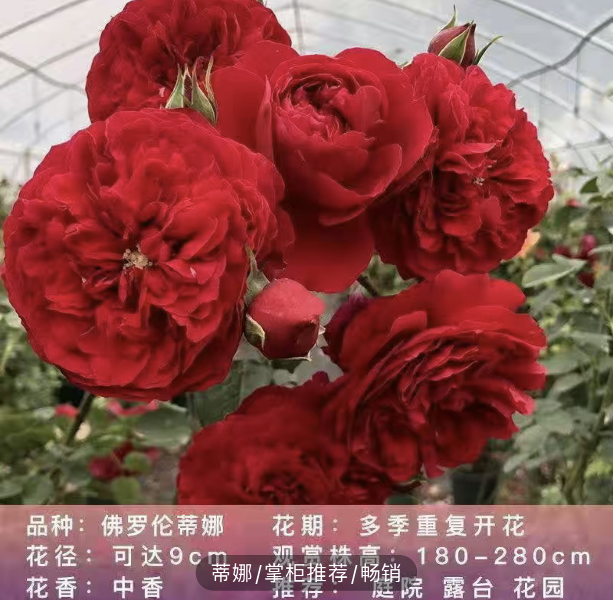 佛罗伦萨蒂娜藤本月季养护夏季夏天春季阳台庭院净化喷洒冬季冬天