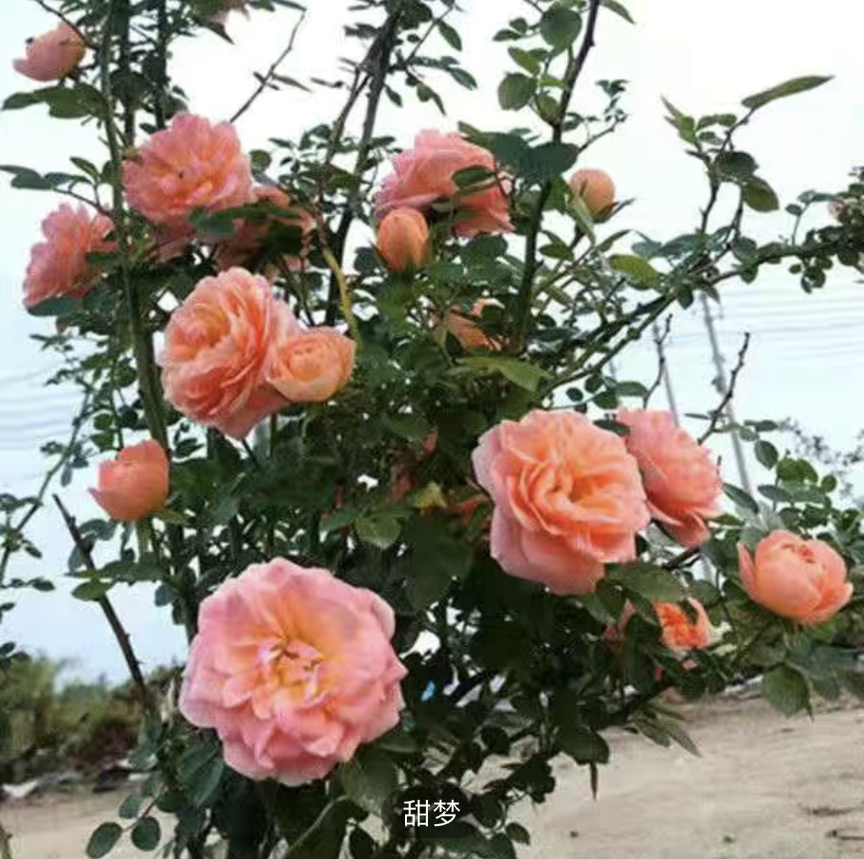 藤本大花浓香甜梦种花移栽养护