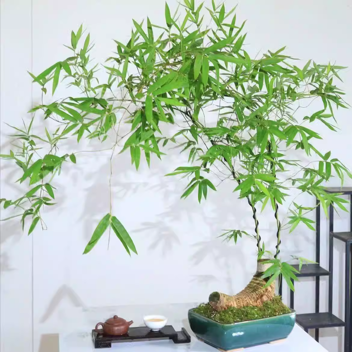 禅意小叶簕竹生桩办公室茶桌室内盆景盆栽绿植四季常绿好养易活
