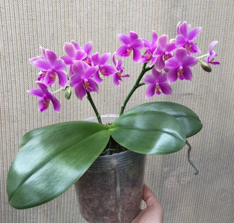 【香奈儿3.0杯苗】不带花剑基地直发年宵花办公居家商务绿植