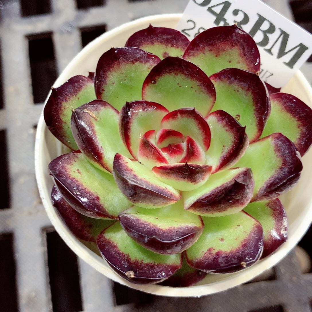 5厘米盆精控多肉043