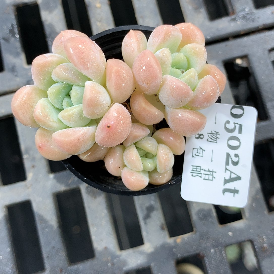 5厘米盆精控多肉植物502