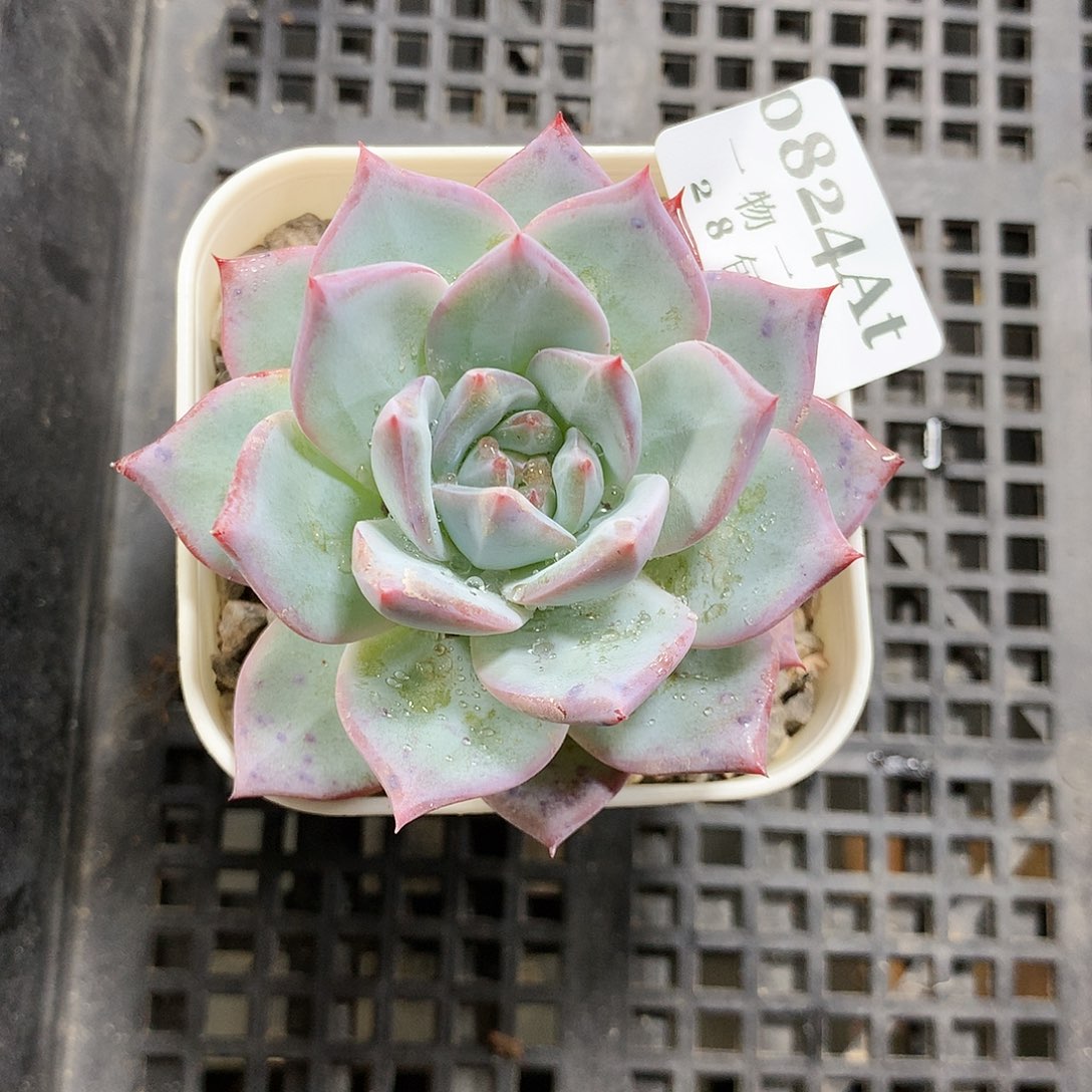5厘米盆精控多肉824