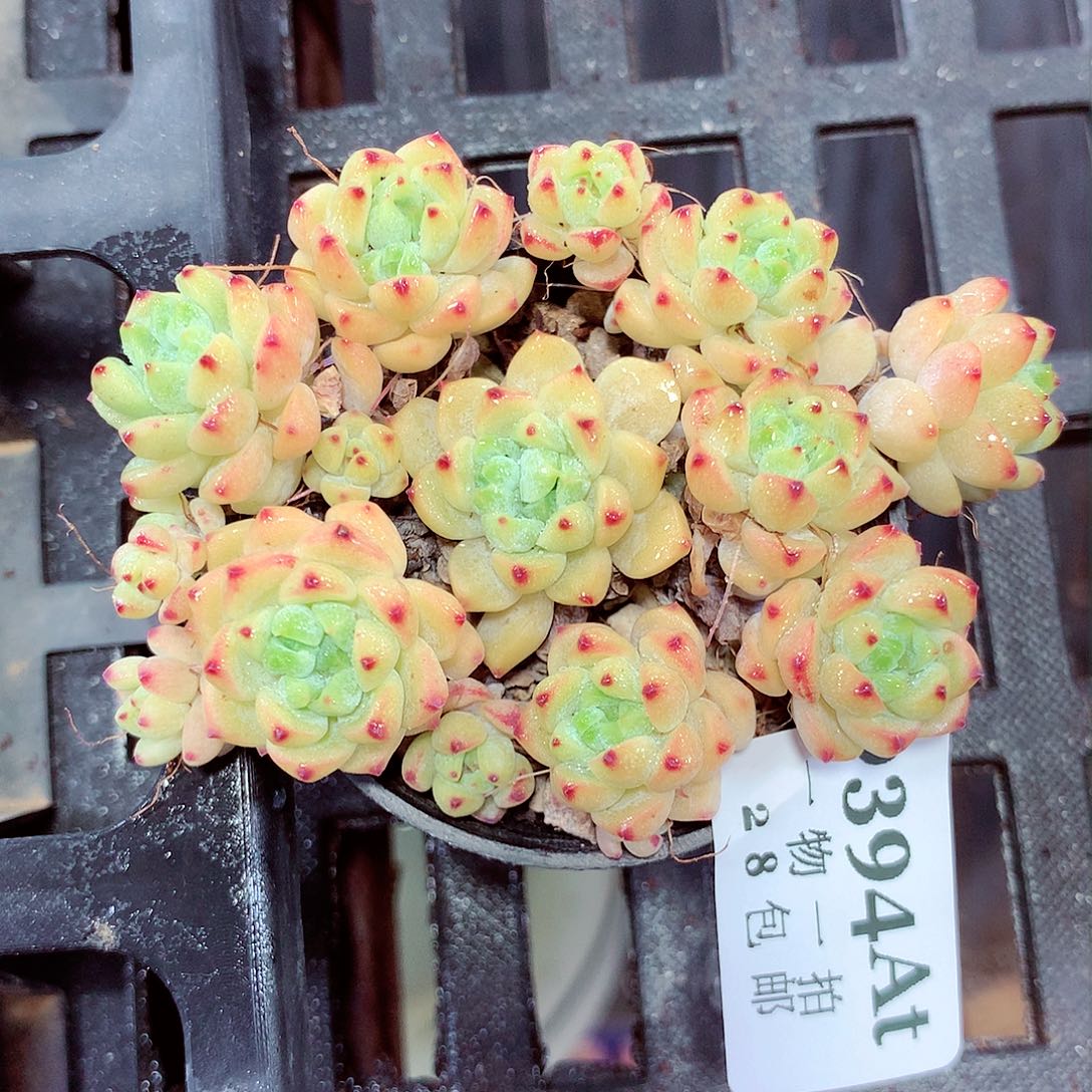 5厘米盆精控多肉394