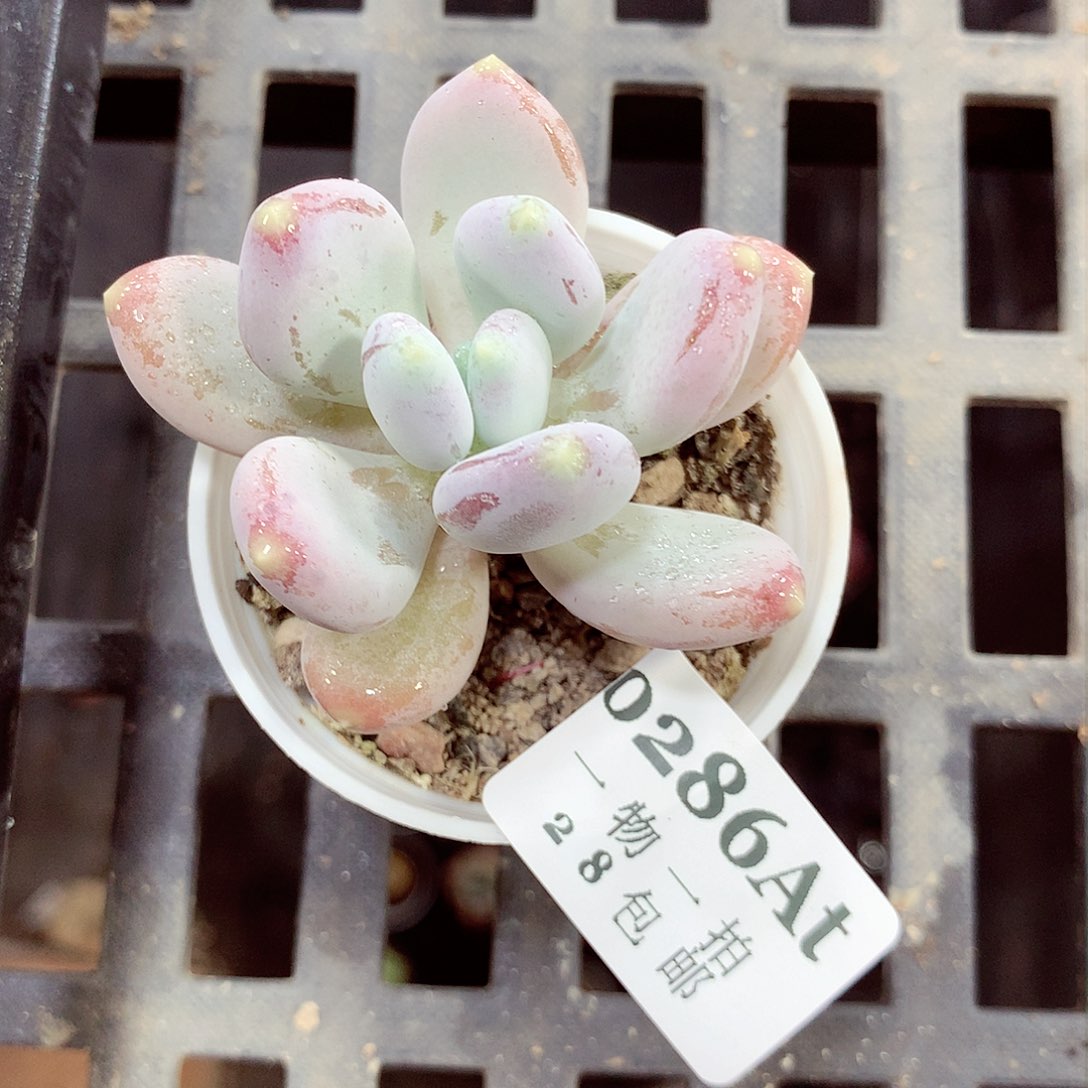 5厘米盆精控多肉286