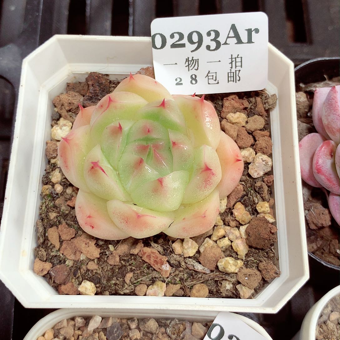 5厘米盆精控多肉293