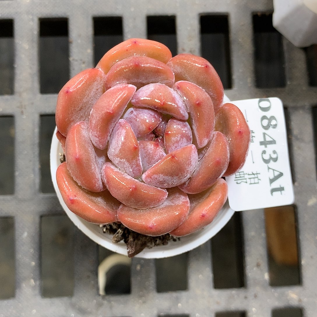 5厘米盆精控多肉843