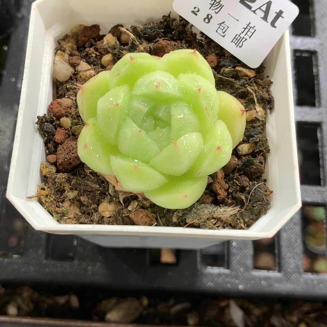 5厘米盆精控多肉602