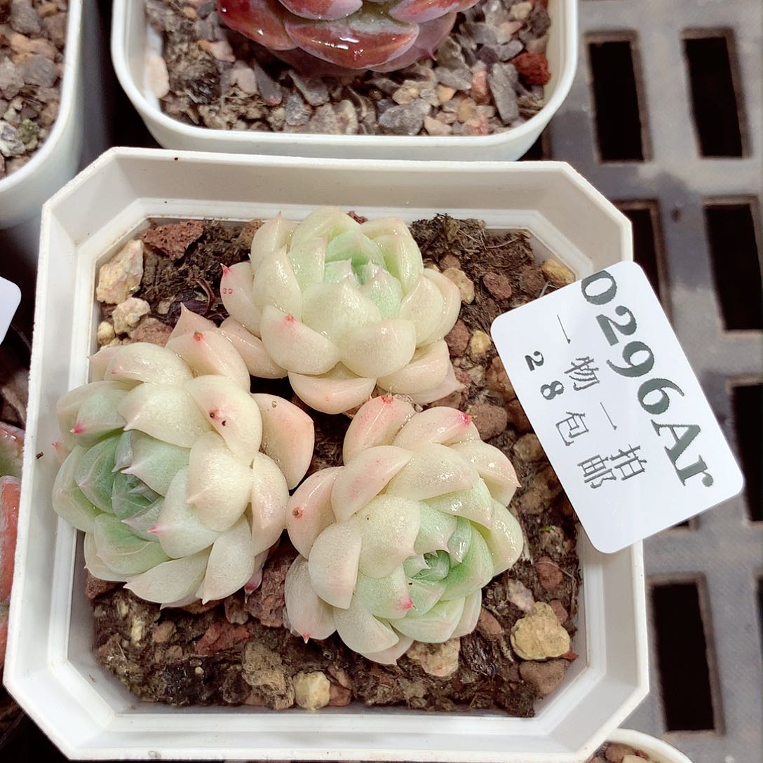 5厘米盆精控多肉296