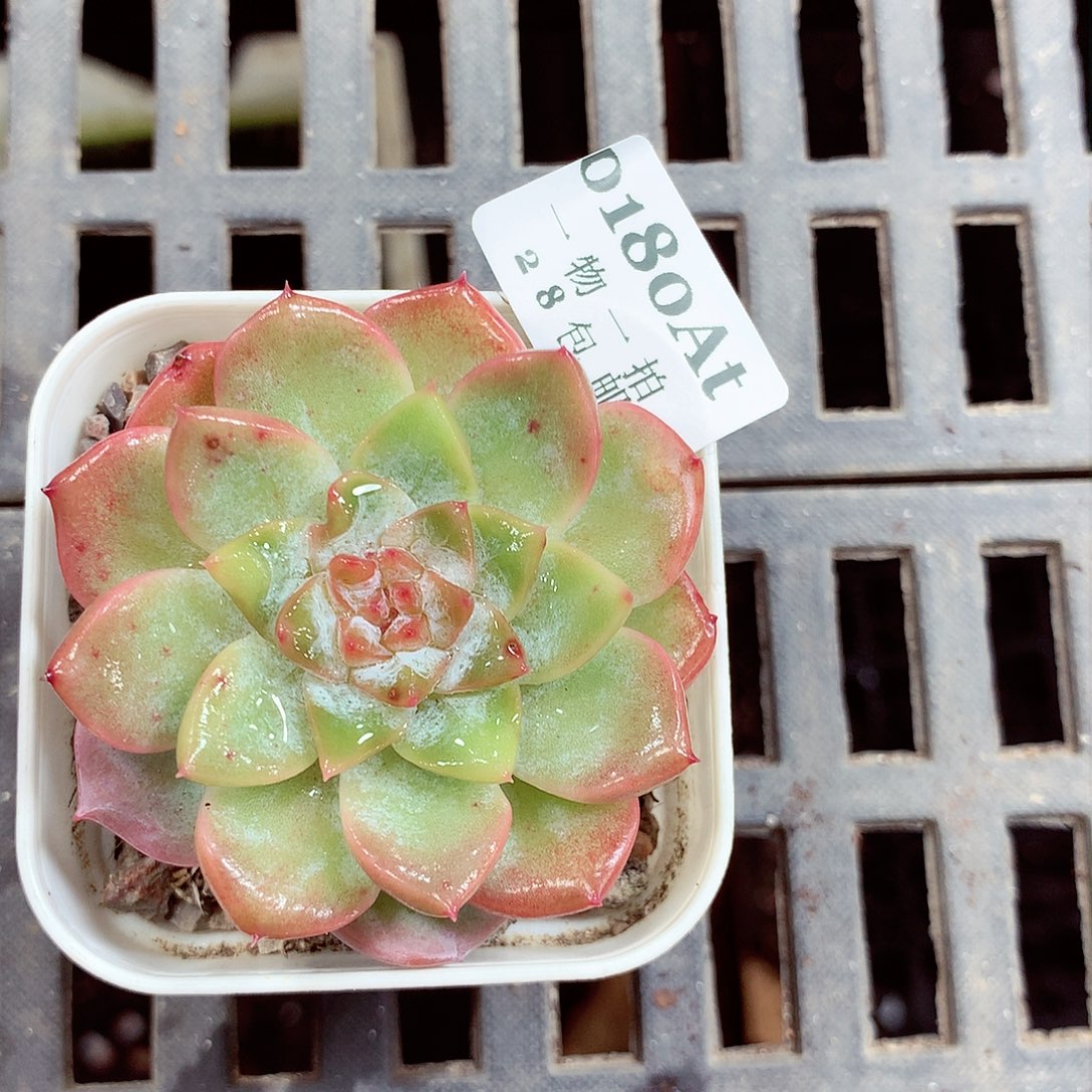5厘米盆精控多肉植物180