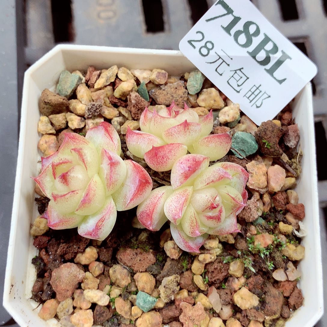 5厘米盆精控多肉718