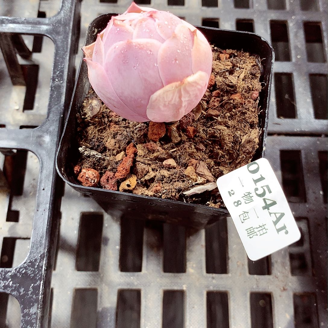 5厘米盆精控多肉154