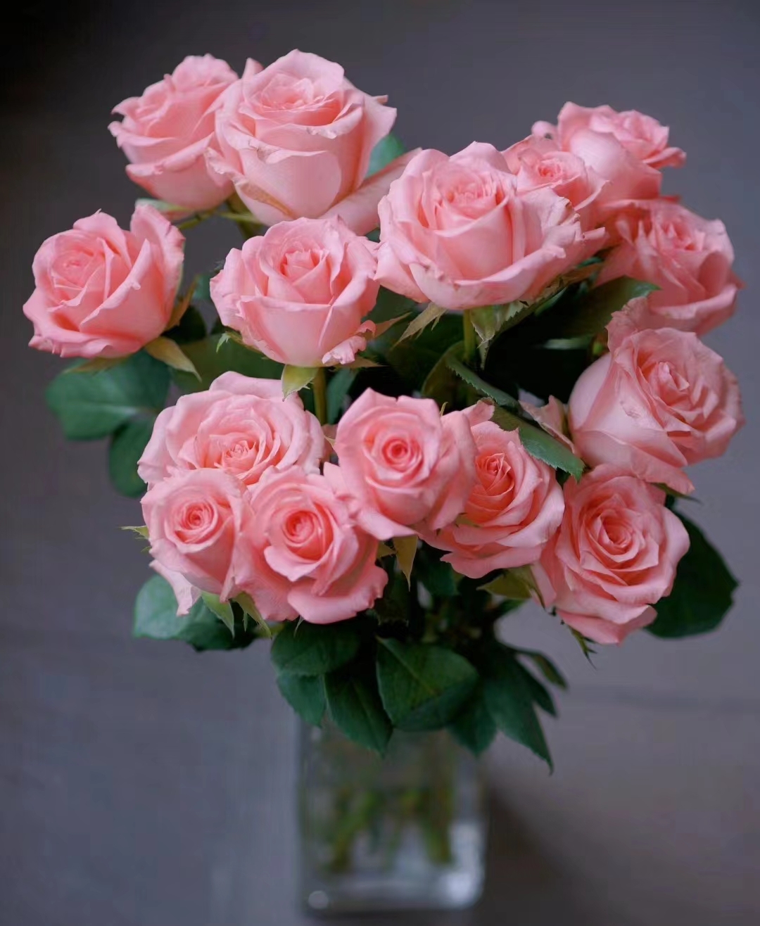 【戴安娜】灌木切花多季开花花卉颜值高地载月季盆栽阳台庭院绿植苗