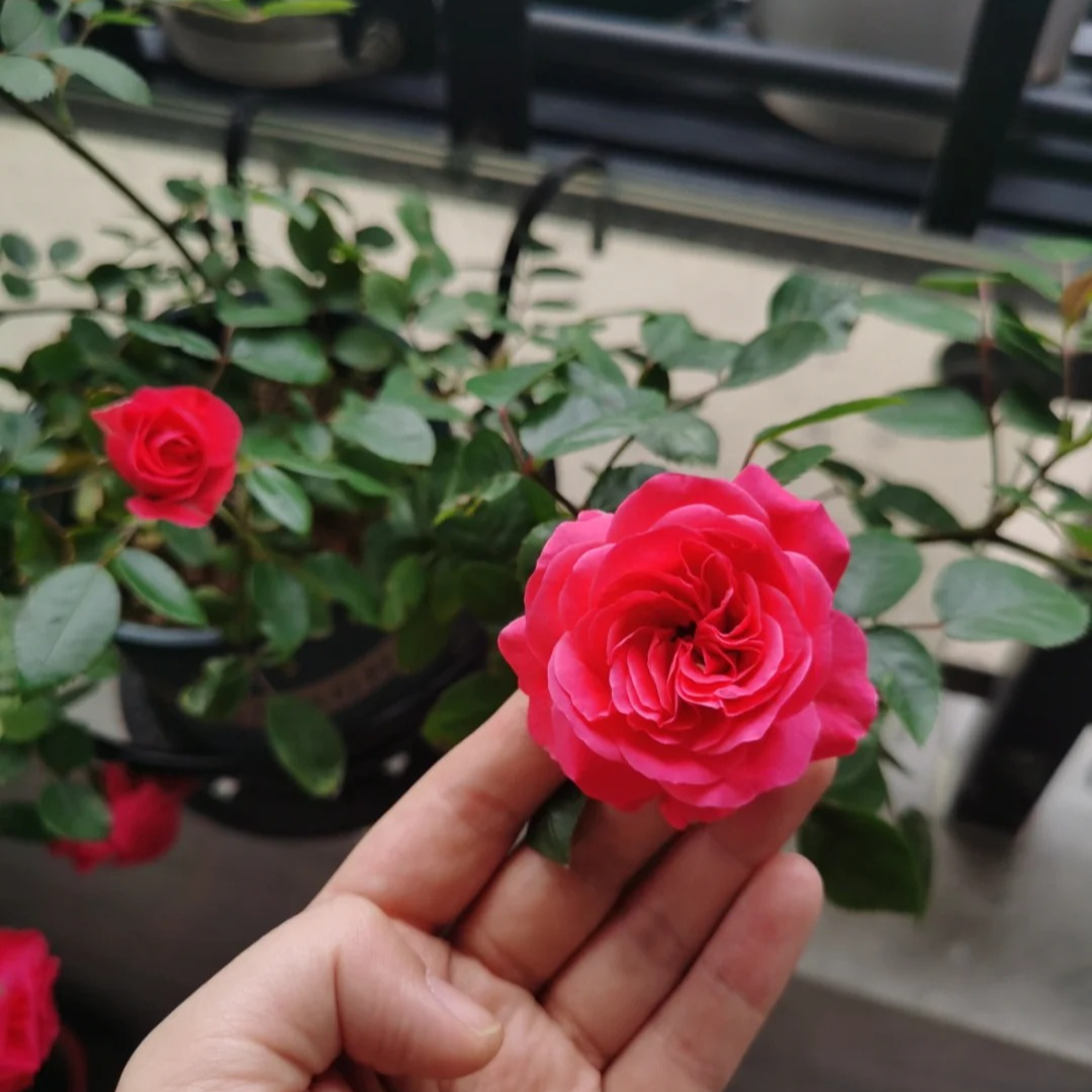 月季花苗【霍尔恩】灌木丰花适合新手带盆地栽花园扦插月季苗阳台苗