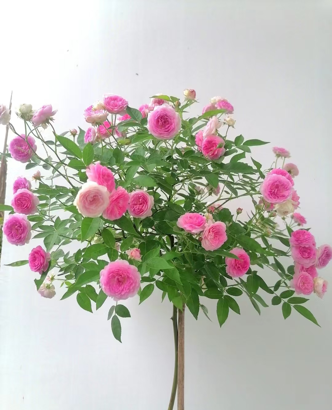 P18原盆原土【玛姬婶婶棒棒糖】多季丰花勤花阳台品种嫁接棒棒糖