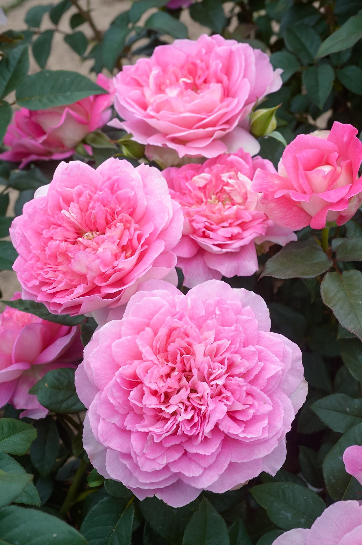 【婆罗洲之香】推荐新品月季浓香大花灌木月季阳台庭院盆栽花卉小苗