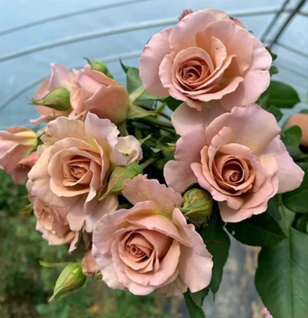 S18中大苗原盆原[思念]切花大花庭院盆栽地载四季月季