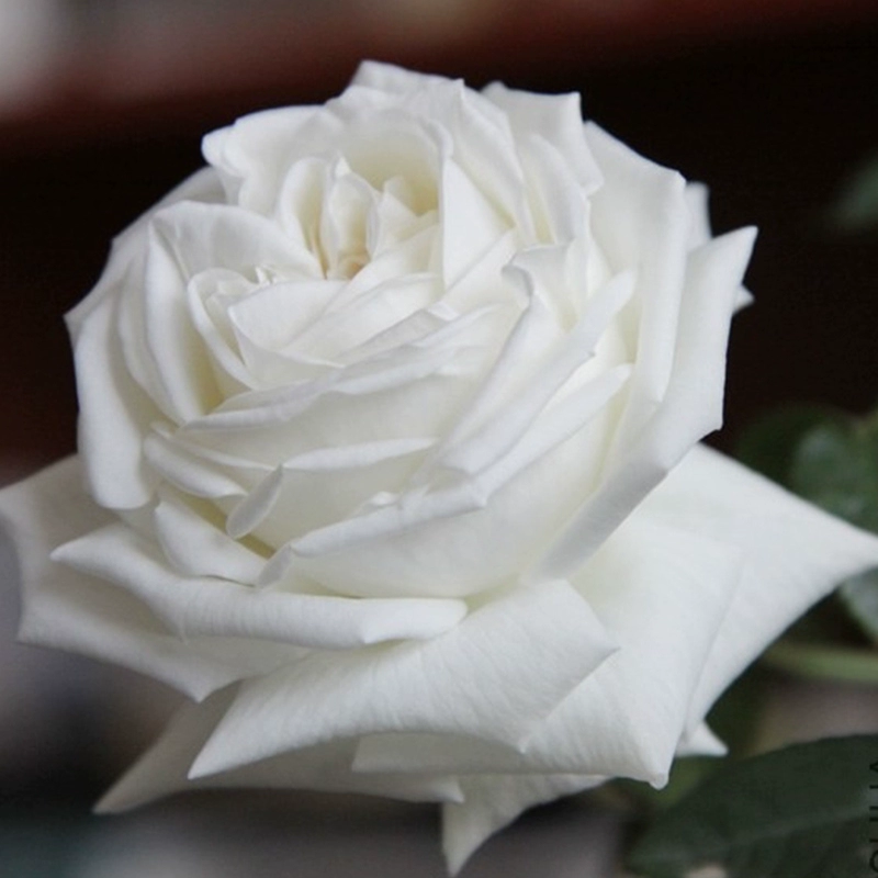 P18中大苗带盆带土珍妮莫罗白玫瑰多季灌木切花盆栽阳台可地栽