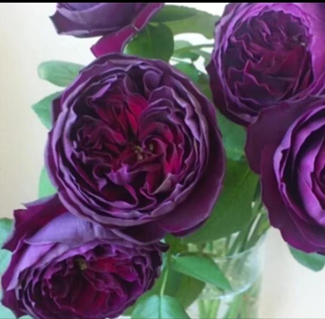 去盆带护根土母本大苗【皇宫】 月季灌木切花大花庭院绿植月季花苗