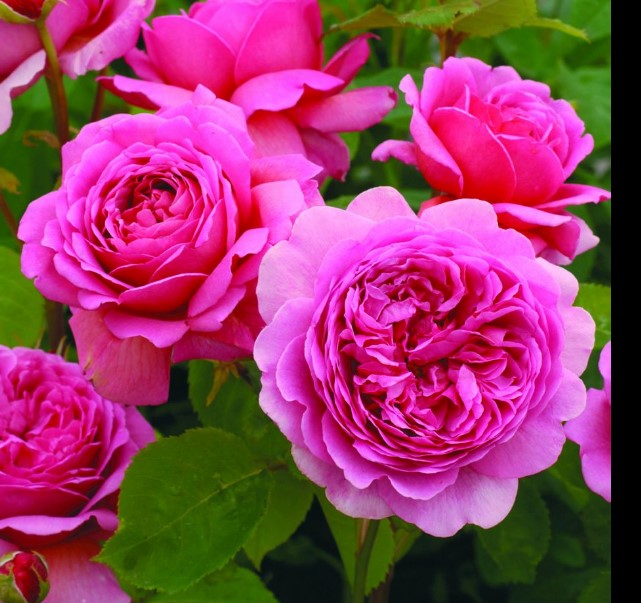 S18中大苗原盆原土【肯特公主】灌木大花浓香月季盆栽小苗庭院花苗