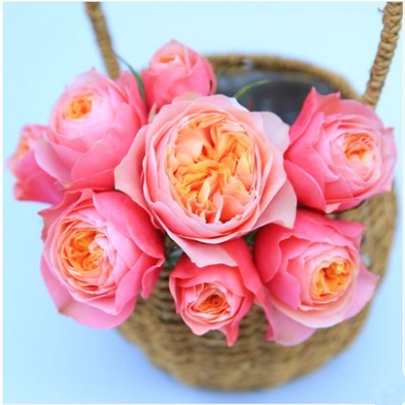 温柔珊瑚心灌木切花花期长多季阳台庭院地载盆栽月季扦插苗绿植花