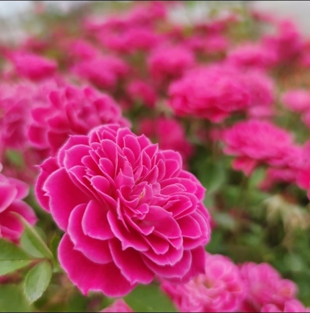 P14中大苗马里奥塔微月勤花丰花多季新手阳台庭院盆栽地载多季苗