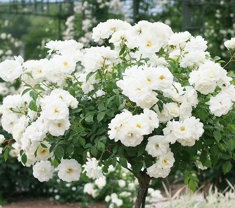 月季小苗【灌木冰山】白色勤花多头灌木四季开花优选阳台可地栽小苗