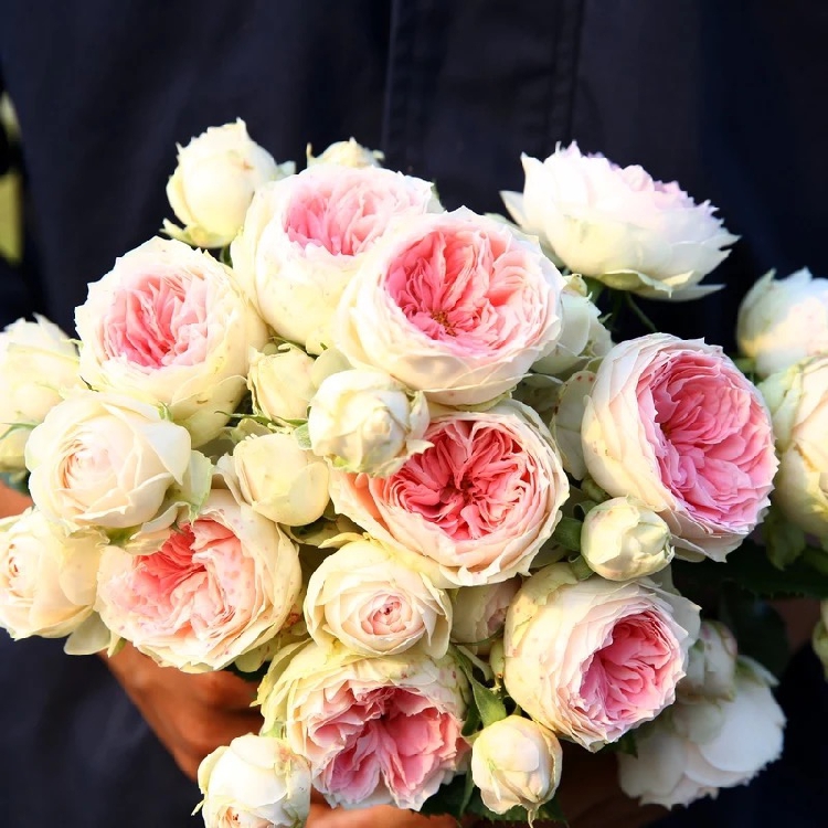 【绒球门廊】灌木月季花四季开花高颜值花期长阳台品种盆栽花大苗