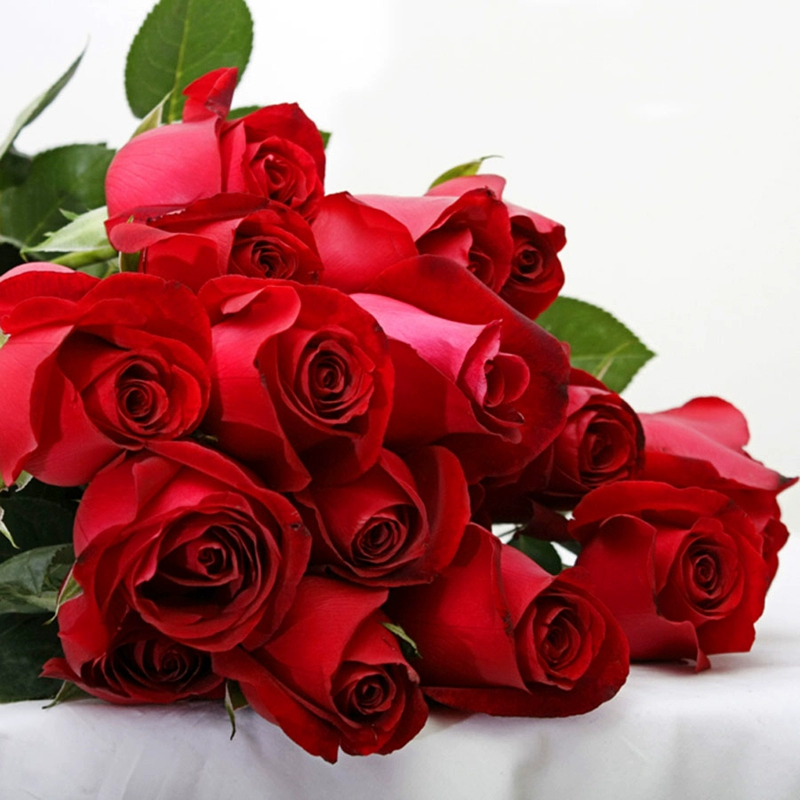 去盆带护根土母本大苗【卡罗拉】灌木切花玫瑰月季红色花苗四季花卉