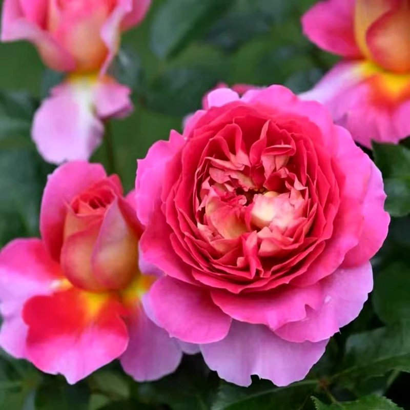 扦插灌木【巴黎精神】大花浓香多季丰花多季盆栽地载阳台庭院绿植