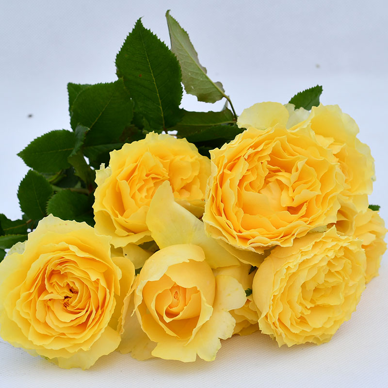 灌木大花香味月季阳光笑容花苗玫瑰花包对版花卉绿植扦插苗