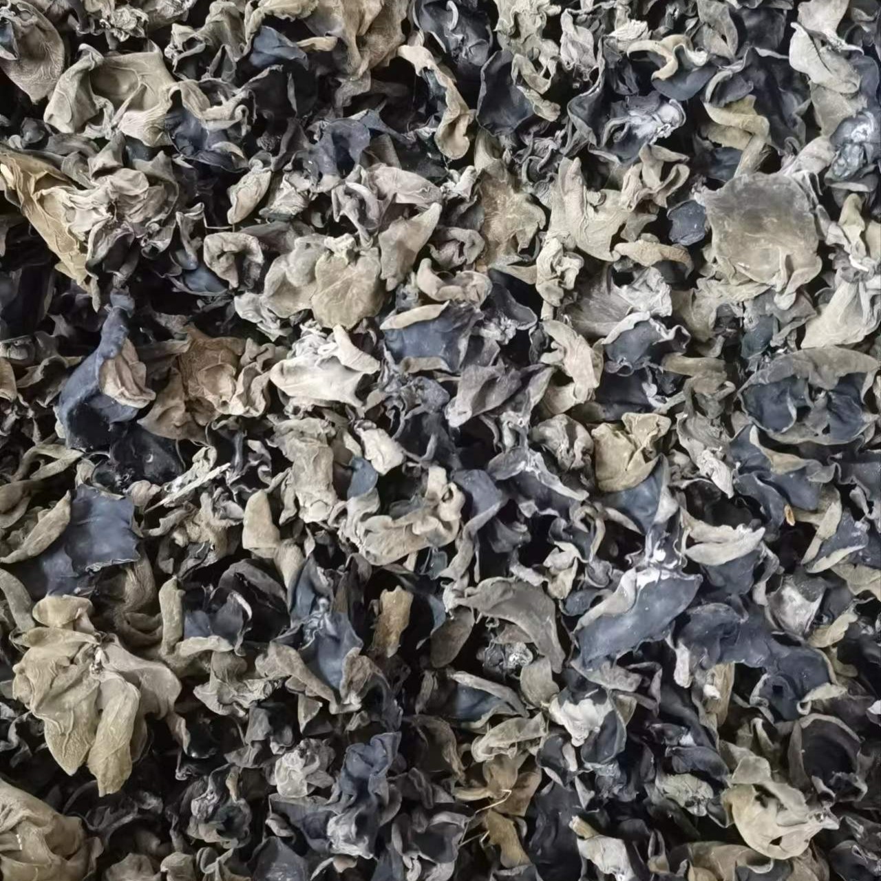 大兴安岭林下养殖木耳