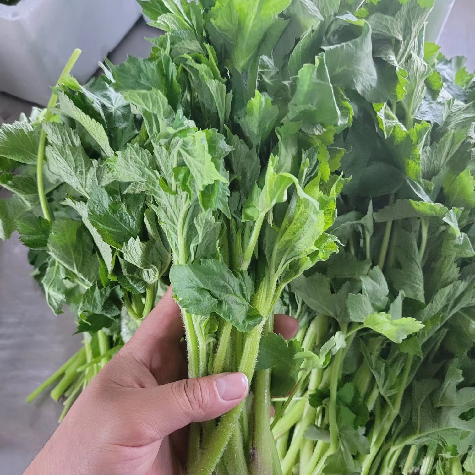 大兴安岭野生老山芹 3斤