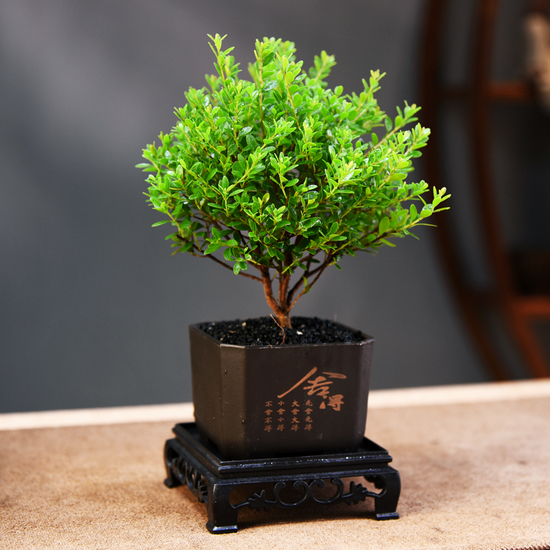 小叶赤楠盆栽老桩客厅小绿植花卉办公室内桌面好养植物盆景摆件