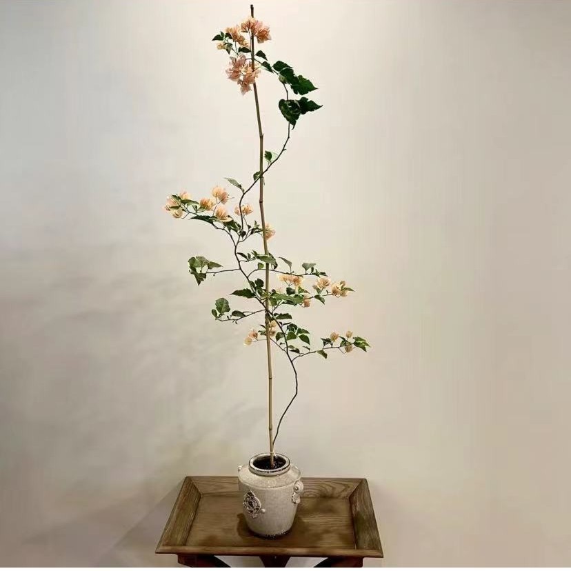 细高杆三角梅一物一拍，原盆原土。盆栽白色黄色紫色粉色红色