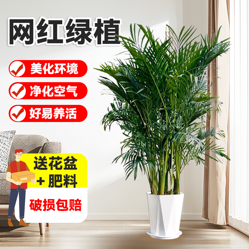 富贵椰子1.5-1米8绿植盆栽盆栽水土培四季常青客厅摆件吸甲醛