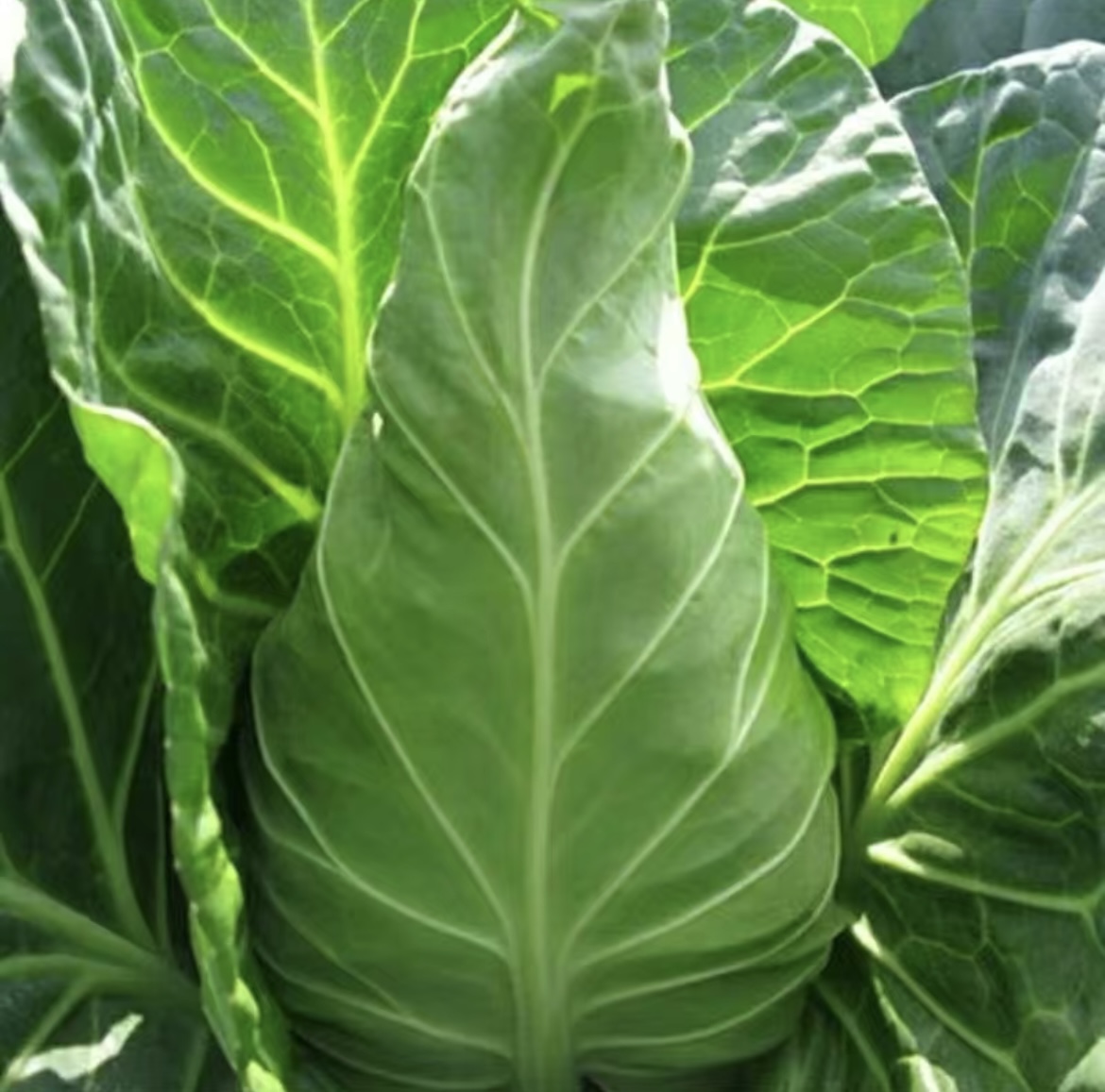 【猴瘦瘦农场】现砍新鲜甜心水果甘蓝，宁波发货