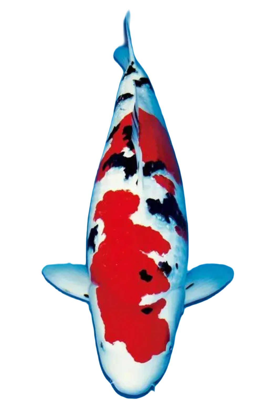 东海龙宫锦鲤三店观赏鱼葡萄衣、落叶锦鲤