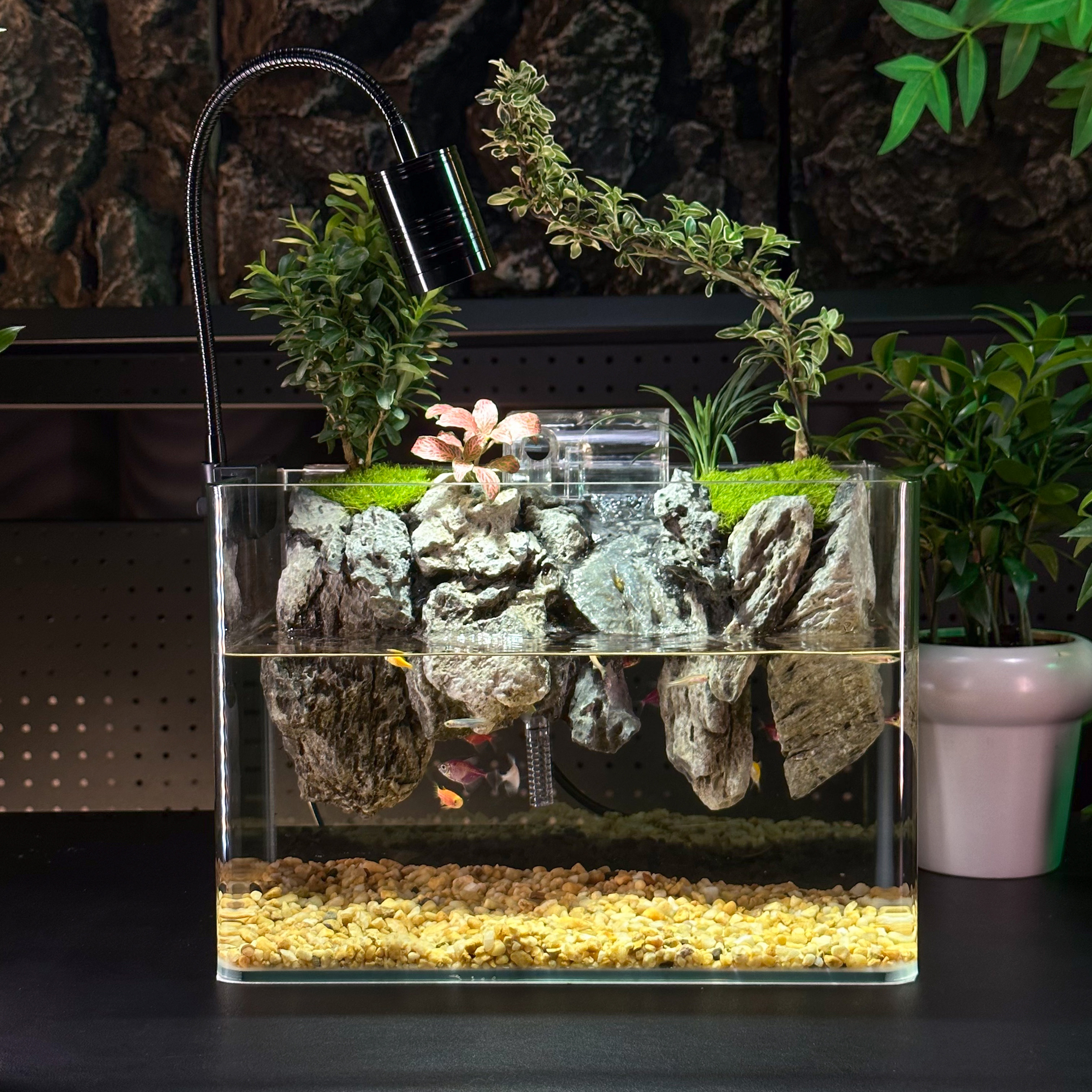 星辰大海—30*19*21福利水陆缸鱼缸造景微景观成品发货黄杨网纹草