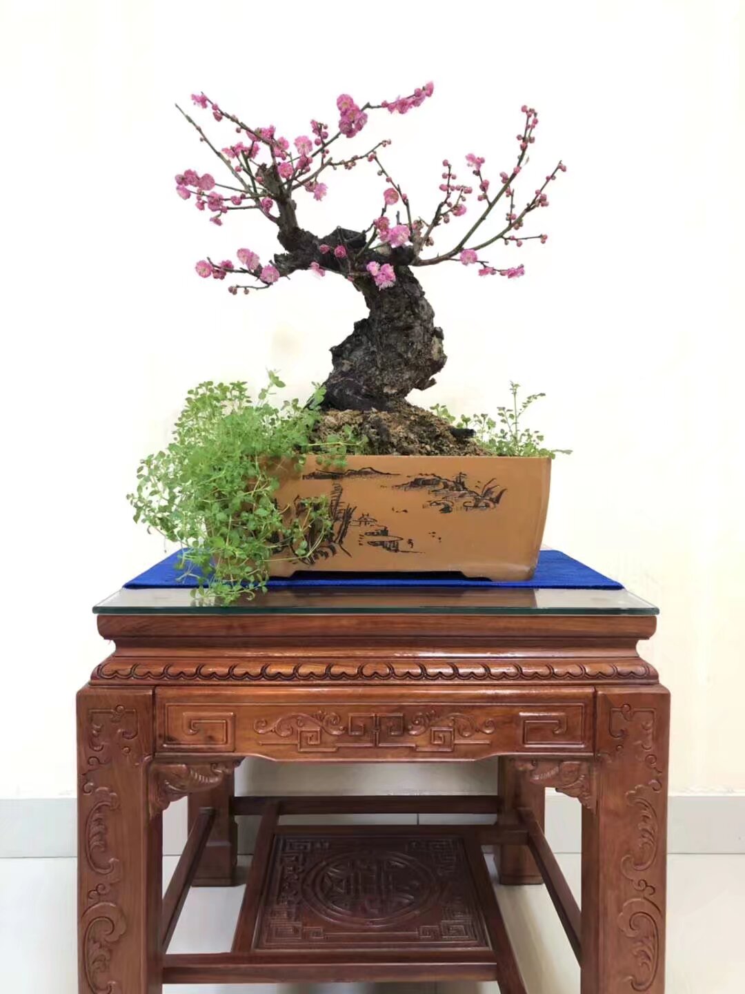 耐寒好养的梅花桩