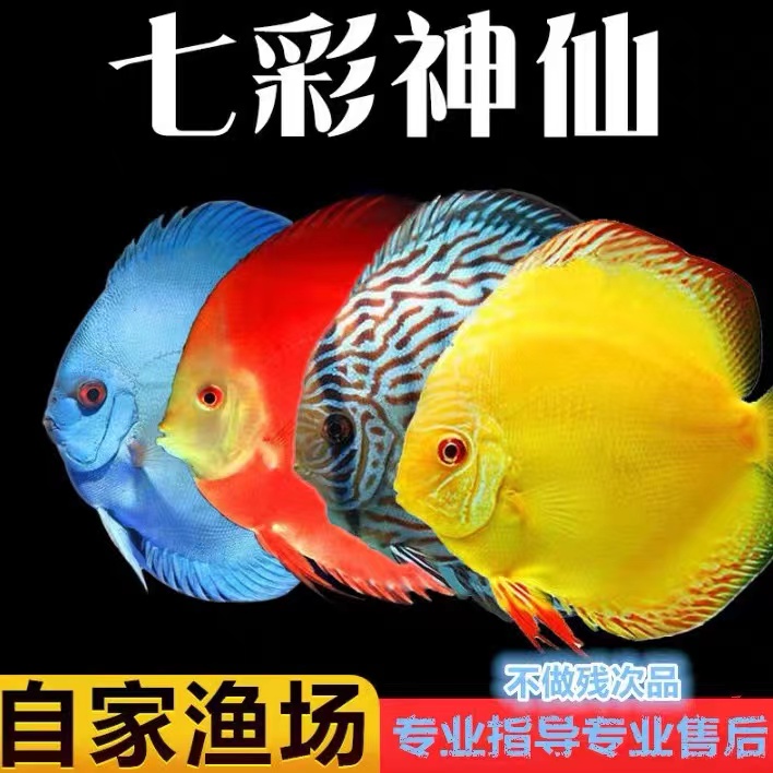 七彩神仙鱼热带鱼观赏鱼德松老虎狗白蝴蝶一栋仙活体鱼苗